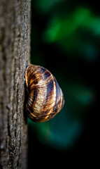 Perched delicately on the textured surface of a tree trunk, a snail glides with slow determination, its shell a miniature masterpiece contrasting against the rough bark. 