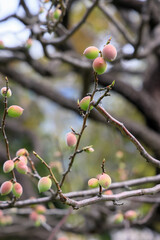 都心散歩　浜離宮庭園　桜満開の頃