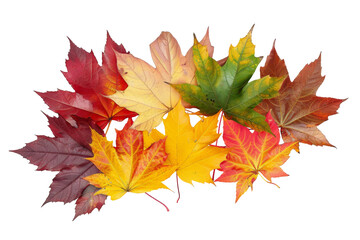 Autumn leaves flying and falling isolated on background, multi color of leaves foliage in autumn season.