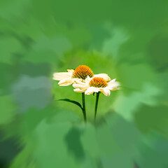 Obraz premium アキナセアの花をモチーフにした背景素材