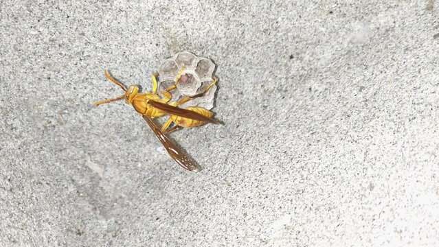 Ropalidia marginata is an Old World species of paper wasp, 4k footage