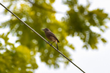 bird on a branch