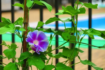 Photo sur Plexiglas Vert プール際の柵に咲く花の風景1