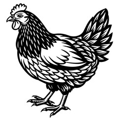 hen and rooster silhouette vector illustration,Pet,chicken characters,Holiday t shirt,Hand drawn trendy Vector illustration,Egg  on black background