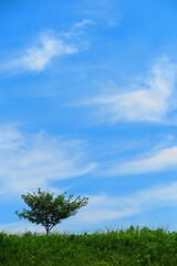 Obraz premium 白い雲と青い空と緑の木と草の丘の風景15