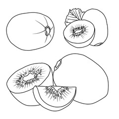 Vector drawing Illustration Hand drawn ink sketch of Kiwi Fruit, Half Peeled, whole and sliced line art isolated on white background.  For kids coloring book.outline vector doodle illustration