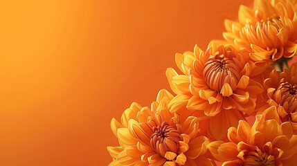 A cluster of golden chrysanthemums with a banner with blank space set on a deep orange background