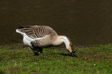 A lone goose sits in the middle of a sea of green grass, feathers glistening in the sunlight. With...