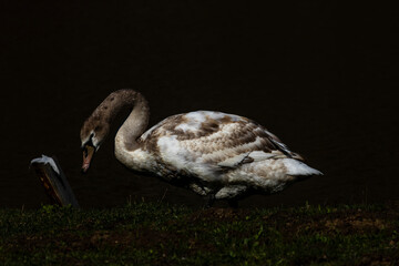 A lone goose sits in the middle of a sea of green grass, feathers glistening in the sunlight. With an air of serene elegance, it surveys its surroundings, embodying a harmonious connection with nature