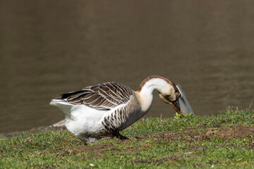 A lone goose sits in the middle of a sea of green grass, feathers glistening in the sunlight. With an air of serene elegance, it surveys its surroundings, embodying a harmonious connection with nature