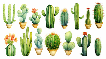 Watercolor green cactus collection on white background