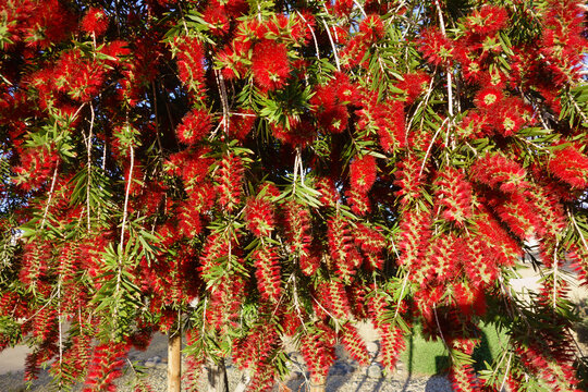 Crimson Callistemon grown as weeping bottlebrush tree with red colored fluffy flowers