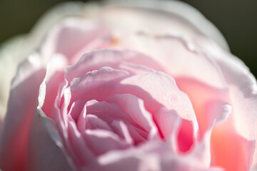 pink rose petals
