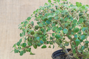 Aichrison - A succulent plant in a pot on a tablecloth background