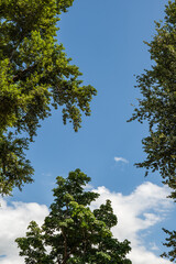blue sky background with white clouds and green trees