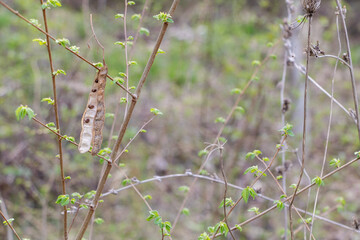 A seed pod of Acacia hanging from the branch early spring, surrounded by young green leaves and small buds against a blurred background of lush grasses and foliage