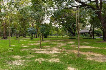 Green meadow in city public tropical forest park