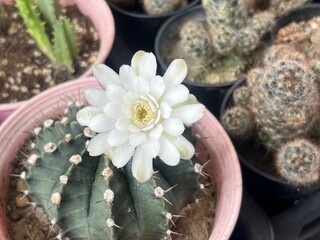white flower of cactus