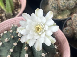 White flowering gymno cactus