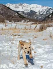 Yellow lab puppy running the snowy mountains of Colorado