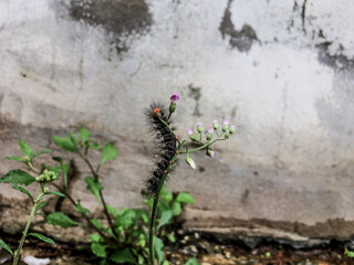 caterpillar on a leaf