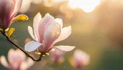Zelfklevend Fotobehang pink spring blossom of magnolia flowers on soft background with copy space © Robert