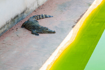 Crocodiles in the pond. Crocodiles resting in the crocodile farm.