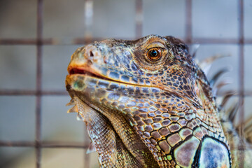 Close-up photo of an American iguana Also known as the green iguana.