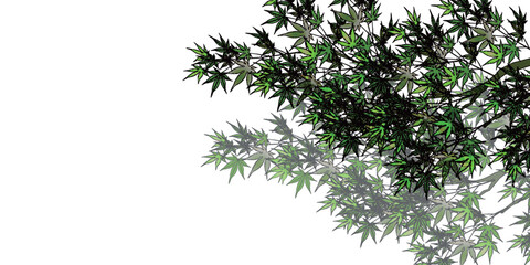 新緑　葉　もみじ　背景