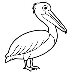 pelican isolated on white background -victor illustration