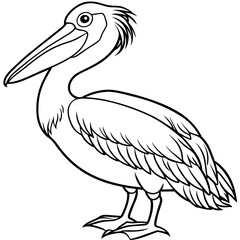 pelican isolated on white background -victor illustration