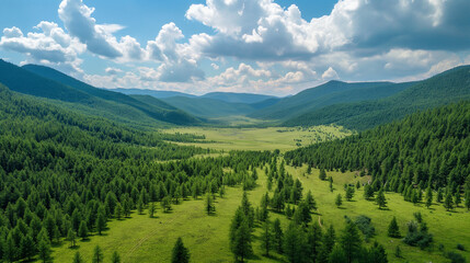 Fototapeta premium Aerial top view green forest and green trees in rural Altai, Drone photo.