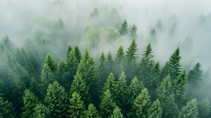 Nordic forest in fog. Green pine trees. - obrazy, fototapety, plakaty