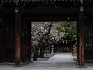 夕暮れの神社の参道と咲き始めた桜の花　埼玉県川口市川口神社