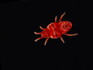 P3310015 Red velvet mite, Trombidiidae, on black, isolated, cECP 2024