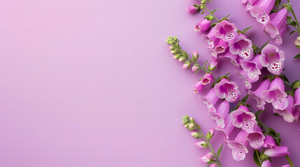 Naklejka na ściany i meble A soft purple hue background with vivid pink flowers aligned to the side, making a perfect banner with blank space This image captures the essence of spring and freshness