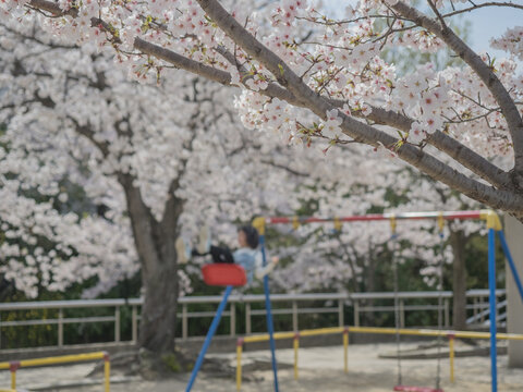 桜の咲く公園でブランコに乗る女の子