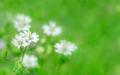 wild field herbaceous plant with blossoming white flowers on meadow grass. - 778647805