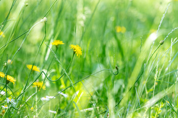 summer field background with flowers and green grass on a sunny day. - 778647806
