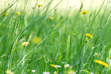 natural meadow full of wildflowers and grasses on a summer sunny day. - 778647885