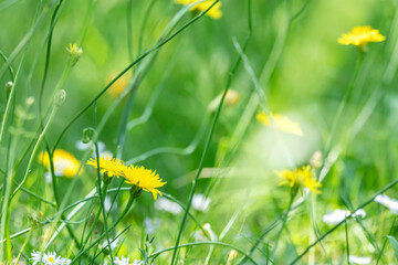 yellow dandelions flowers in green grass. spring flower background. - 778647897