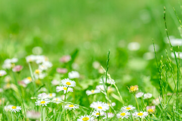 meadow in springtime full of flowering white camomiles in green grass. - 778648017
