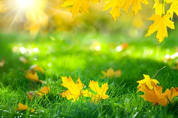 Zelfklevend Fotobehang A bright green grassy field with yellow maple leaves falling, beautiful, sunny day, closeup,  © Goodhim