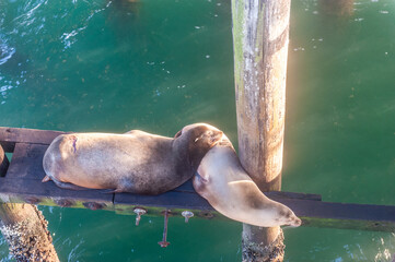 Two Sea Loins resting on the wooden pillars beneath the Santa Cruz wharf, around sunset.