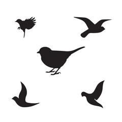 Birds 5 vector 
