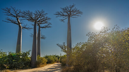 The beautiful landscape of Madagascar. Baobab Alley in the afternoon. Tall trees with thick trunks and compact crowns against a clear blue sky. Silhouettes of people walking on a dirt road. Morondava.