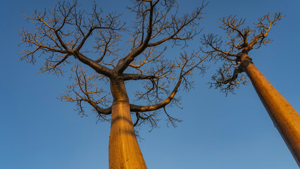 Two beautiful baobabs. Compact bizarre crowns with leafless branches, thick tall trunks against a...