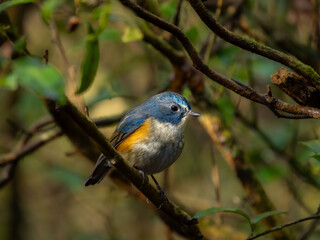 森の中で枝に留まっているルリビタキの雄
