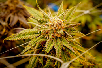 Medical marijuana or Cannabis cultivation  leaves. making medicine and herb product.Alternative medicine concepts.