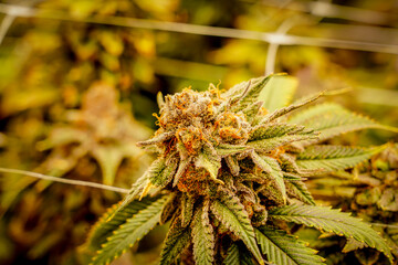 Medical marijuana or Cannabis cultivation  leaves. making medicine and herb product.Alternative...